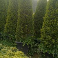 نهالستان وفضای سبز نوروزی|خدمات باغبانی و درختکاری|آبسرد, |دیوار