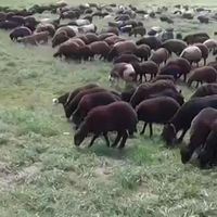 پخش گوسفند زنده عقیقه نوزا  تولد نوزاد|حیوانات مزرعه|تهران, بهاران|دیوار