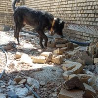 سگ بومی سر پنچه دار بزرگ|سگ|اصفهان, سودان|دیوار