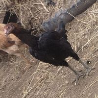 مرغ لاری اصل 11ماهه|حیوانات مزرعه|اهر, |دیوار