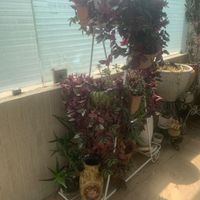 پایه گل فرفوژه وفلزی|گل و گیاه طبیعی|تهران, ونک|دیوار
