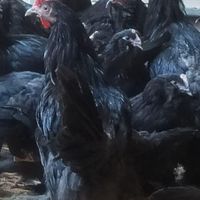 خروس و مرغ سیاه سفید مشکی محلی برای خون و قربانی|حیوانات مزرعه|مشهد, صیاد شیرازی|دیوار
