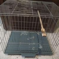 قفس پرنده قیمتقفس|لوازم جانبی مربوط به حیوانات|تهران, باغ فیض|دیوار