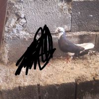 کبوتر بگرد|پرنده|جوانرود, |دیوار