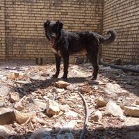 سگ بومی سر پنچه دار بزرگ|سگ|اصفهان, سودان|دیوار