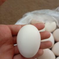 تخم مرغ محلی خورموج|حیوانات مزرعه|خورموج, |دیوار