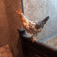 تخمه مرغ نطفه دار اصیل گلین لری|حیوانات مزرعه|گرمدره, |دیوار