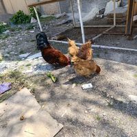 مرغ تخم گذار|حیوانات مزرعه|نورآباد, |دیوار