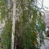 باغچه ۶۰۰ متری دو خوابه رهن و اجارهذ|اجارهٔ خانه و ویلا|شیراز, شهرک گلستان شمالی|دیوار