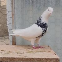فروش کبوتر طوقی|پرنده|بوکان, |دیوار