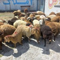 گوسفند زنده افشار مغان محمدشهر|حیوانات مزرعه|ماهدشت, |دیوار