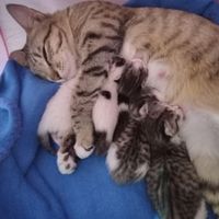 بچه گربه هام گم شدن|حیوانات|تهران, نیاوران|دیوار