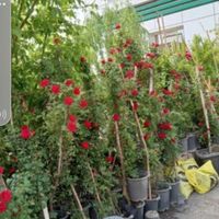 خدمات باغبانی هرس سم پاشی گلکاری تعویض خاک گلدان|خدمات باغبانی و درختکاری|تهران, کامرانیه|دیوار
