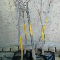 نهال گلابی دوشیز ۳ ساله|گل و گیاه طبیعی|قزوین, |دیوار