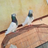 کوت عبدالله|پرنده|اهواز, کانتکس|دیوار