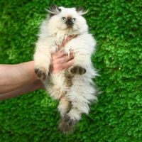 توله هیمالین اسکاتیش|گربه|اردبیل, |دیوار