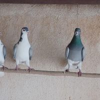 کبوتر دمگیر|پرنده|اصفهان, آزادان|دیوار