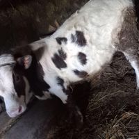 گاو نر دو رگه|حیوانات مزرعه|نکا, |دیوار