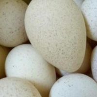 خریدار تخم نطفه دار غاز و بوقلمون|حیوانات مزرعه|نکا, |دیوار
