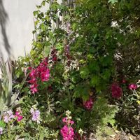 منزل ویلایی شیک با گل های رز ودرختان میوه|اجارهٔ خانه و ویلا|اصفهان, دنارت|دیوار