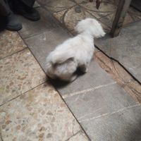 یه سگ  توله مالتیز بفروش میرسد|سگ|اصفهان, حصه|دیوار