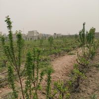 باغچه.ویلایی.سند تک برگ|فروش زمین و کلنگی|تهران, تهران‌سر|دیوار