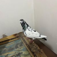 کبوتر|پرنده|ارومیه, |دیوار