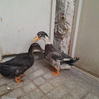 تخم اردک مشکی|حیوانات مزرعه|مشهد, گلشور|دیوار