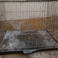 قفس آکواریوم وماهی|لوازم جانبی مربوط به حیوانات|قم, حرم|دیوار