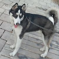 سگ هاسکی گمشده|حیوانات|تهران, سیدخندان|دیوار