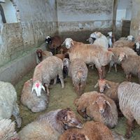 بره نر گشتاری میش وبزغاله|حیوانات مزرعه|تهران, بهاران|دیوار