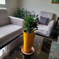 گیاه دراسنا کامپکت، با گلدان، سبز و سرحال|گل و گیاه طبیعی|تهران, بهاران|دیوار