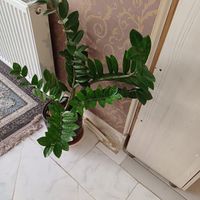 گیاه بابا آدم و زاموفیلیا|گل و گیاه طبیعی|اصفهان, ناژوان|دیوار