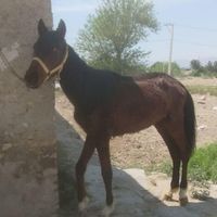 اسب‌عرب‌‌ایرانی|اسب و تجهیزات اسب سواری|اصفهان, شهرک میلاد|دیوار