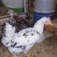 تخم مرغ نطفه دار زینتی|حیوانات مزرعه|دزفول, |دیوار