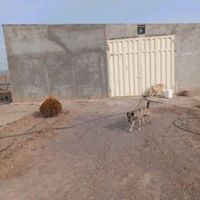 فروش ۳۰ هکتار باغ پسته باسندتک برگ|فروش دفتر صنعتی، کشاورزی، تجاری|تهران, مجیدآباد|دیوار