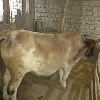 گاو ماده چاق وزن دار جنگلی|حیوانات مزرعه|سورک, |دیوار