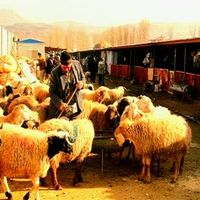 گوسفند زنده همه نژادها با مکان بهداشتی|حیوانات مزرعه|مشهد, الهیه|دیوار