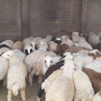 بره صادراتی برای فروش|حیوانات مزرعه|سوسنگرد, |دیوار