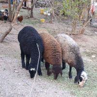 گوسفند،بره قوچ اصیل شال|حیوانات مزرعه|لوشان, |دیوار