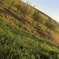 باغ به همراه زمین کشاورزی|فروش دفاتر صنعتی، کشاورزی و تجاری|زنجان, |دیوار