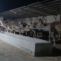 محصول شیر شتر و دوغ شتر. از دامداری|خدمات پذیرایی/مراسم|مشهد, مهدی آباد|دیوار