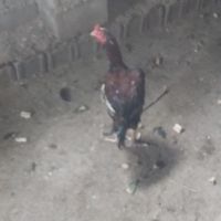 فروش مرغ و خروس زنده محلی، گوشتی،نذر خوندرگز|حیوانات مزرعه|مشهد, موسوی قوچانی|دیوار