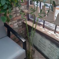 ۳عدد گل بامبو شیک و سالم نو|گل و گیاه طبیعی|قوچان, |دیوار