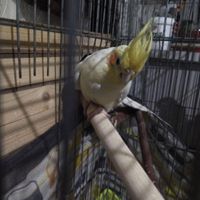 عروس هلندی مولد کارداده به شرط با تخم|پرنده|تهران, بهاران|دیوار
