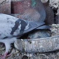 کبوتر پلاکی مسافتی|پرنده|اصفهان, عاشق‌آباد|دیوار