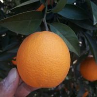 نهال پرتقال پیوندی گلدانی (نهالستان فروزانی)|گل و گیاه طبیعی|ساری, |دیوار