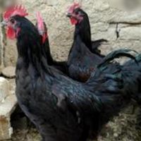 خروس و مرغ سیاه و سفید و محلی برای خون و قربانی|حیوانات مزرعه|مشهد, صیاد شیرازی|دیوار