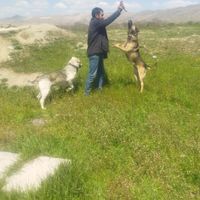 دو سگ سالم گَله|سگ|اسدآباد, |دیوار