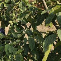 نهال گردو خوشه ای، چندلر وفرنور، پکان وژنوتیپ|خدمات باغبانی و درختکاری|شیراز, دکتر حسابی|دیوار